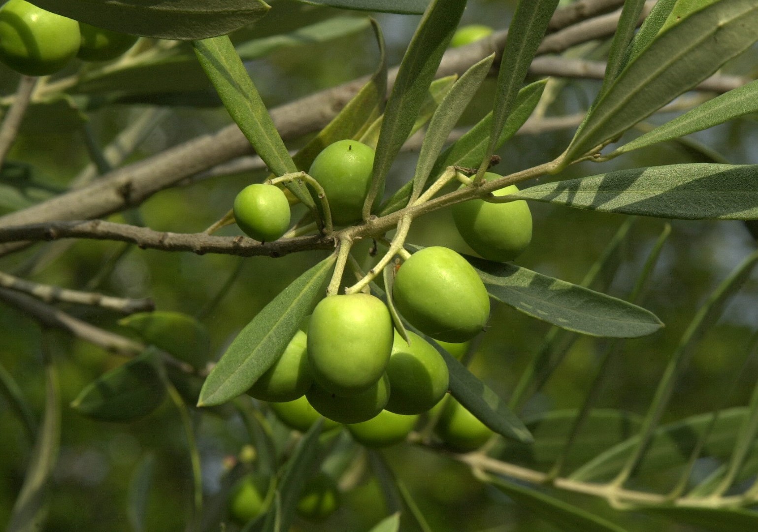 Представитель Семейства Oleaceae